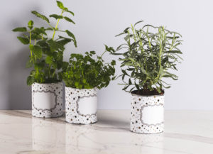 עציץ לצמחי תבלון מפחית קוואקר. צילום: דיטיילס